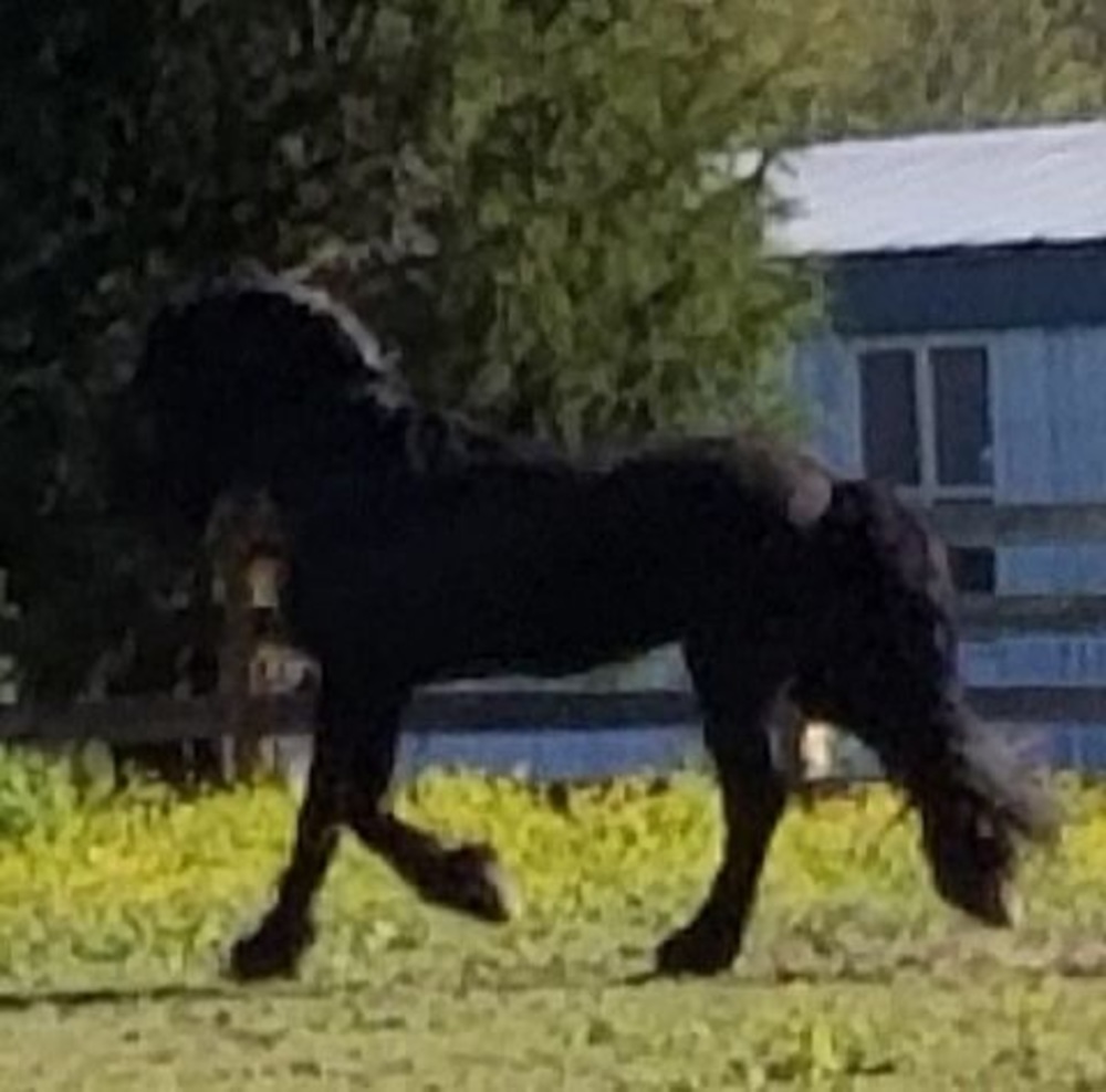 Meet your Posher, Donna